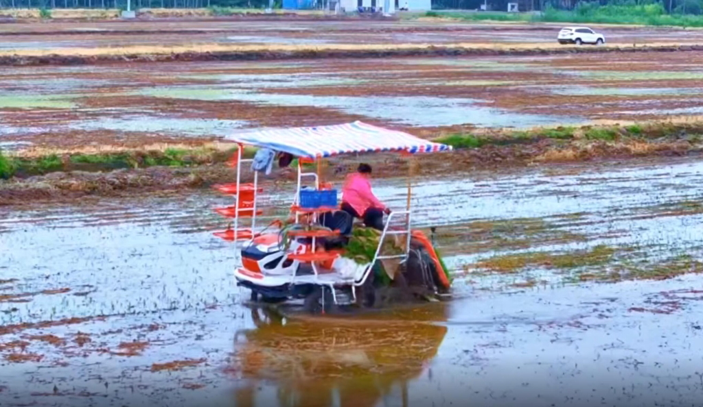 EMC易倍体育6行插秧机在连云港作业中