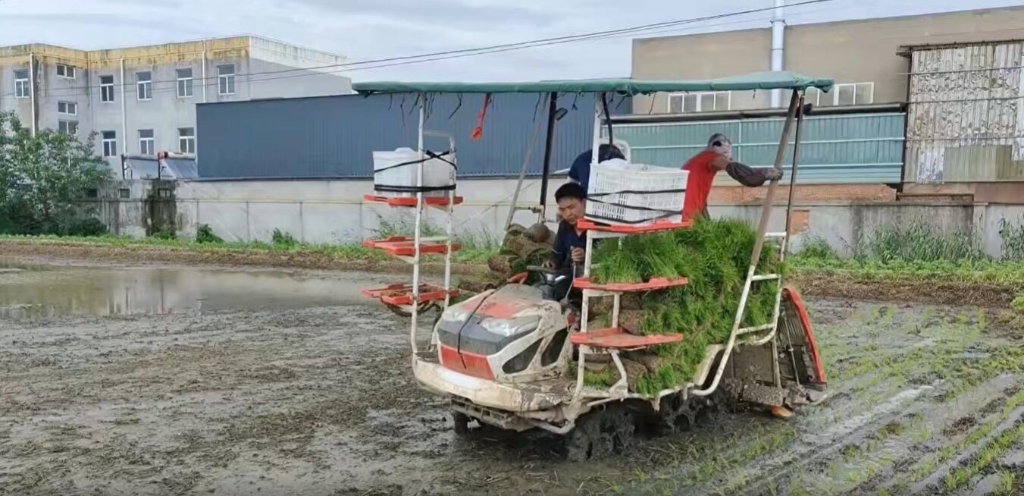 江苏靖江EMC易倍体育小8行杂交水稻作业中，效果效率都相当好